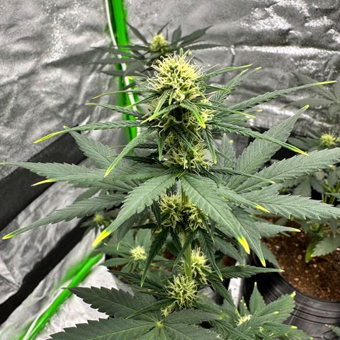 Poison seeds (5) growlog timeline photo