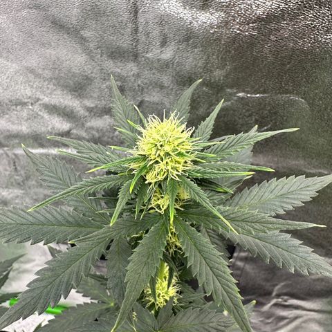 Poison seeds (5) growlog timeline photo