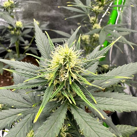 Poison seeds (5) growlog timeline photo