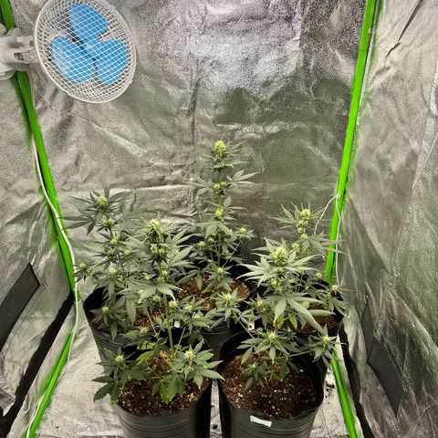 Poison seeds (5) growlog timeline photo