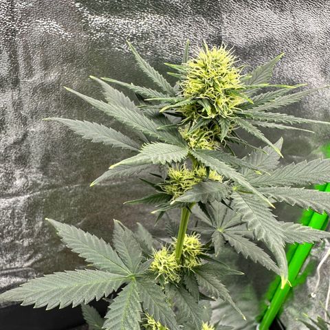 Poison seeds (5) growlog timeline photo