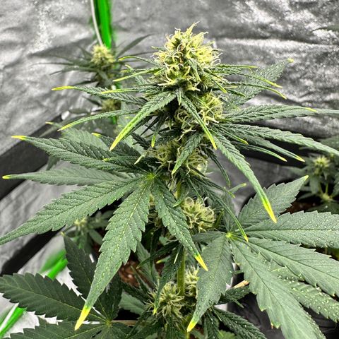 Poison seeds (5) growlog timeline photo