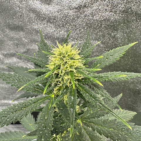 Poison seeds (5) growlog timeline photo