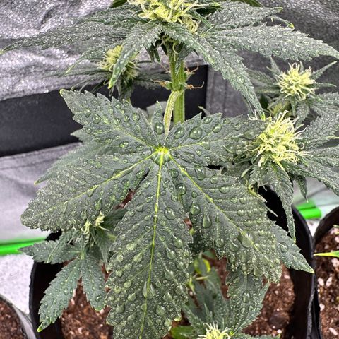 Poison seeds (5) growlog timeline photo