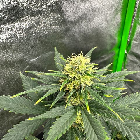 Poison seeds (5) growlog timeline photo
