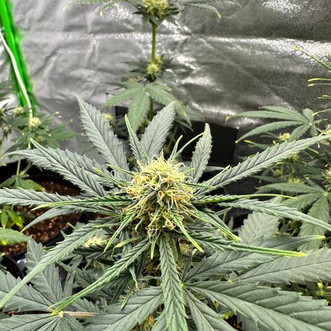 Poison seeds (5) growlog timeline photo