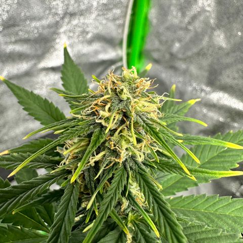 Poison seeds (5) growlog timeline photo