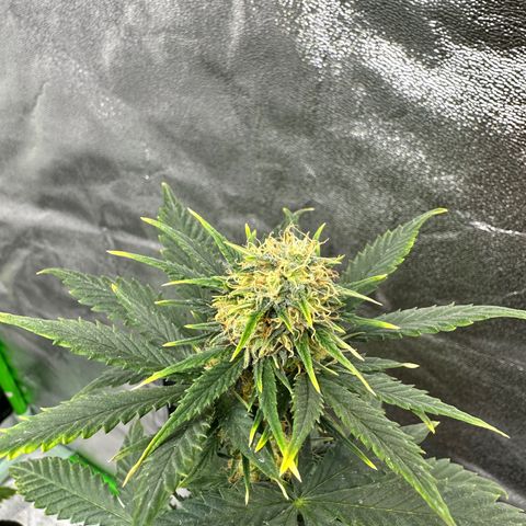 Poison seeds (5) growlog timeline photo