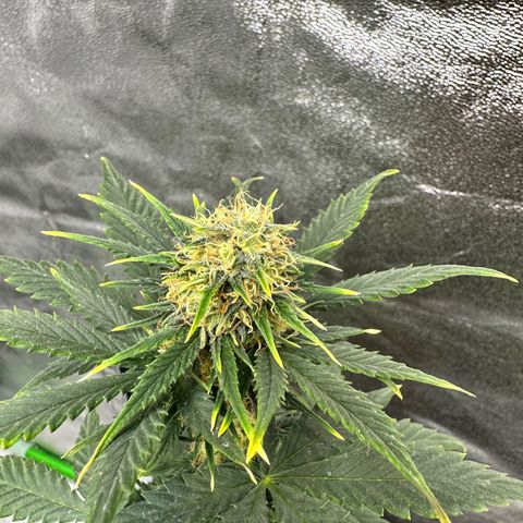 Poison seeds (5) growlog timeline photo