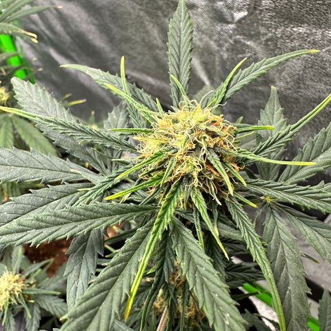 Poison seeds (5) growlog timeline photo