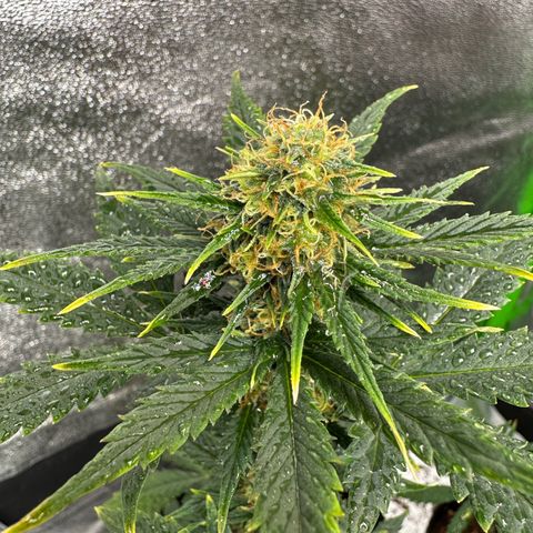 Poison seeds (5) growlog timeline photo