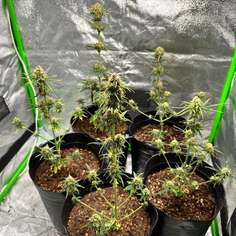 Poison seeds (5) growlog timeline photo