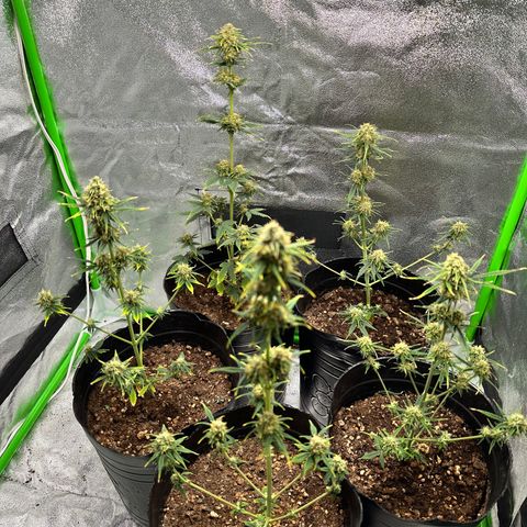 Poison seeds (5) growlog timeline photo