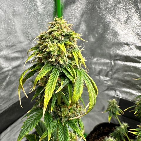 Poison seeds (5) growlog timeline photo