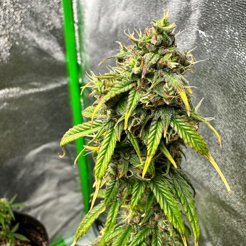 Poison seeds (5) growlog timeline photo