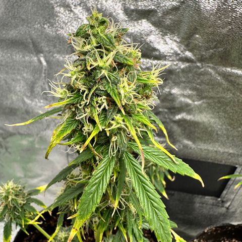 Poison seeds (5) growlog timeline photo