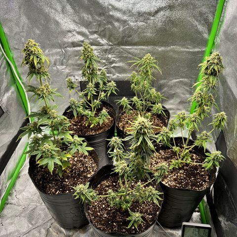 Poison seeds (5) growlog timeline photo