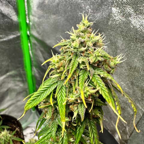 Poison seeds (5) growlog timeline photo