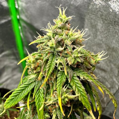 Poison seeds (5) growlog timeline photo
