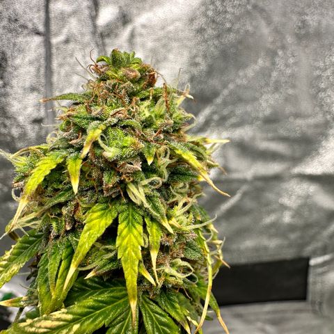Poison seeds (5) growlog timeline photo