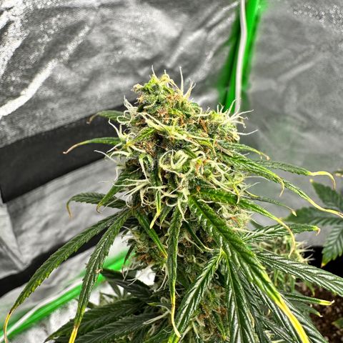 Poison seeds (5) growlog timeline photo