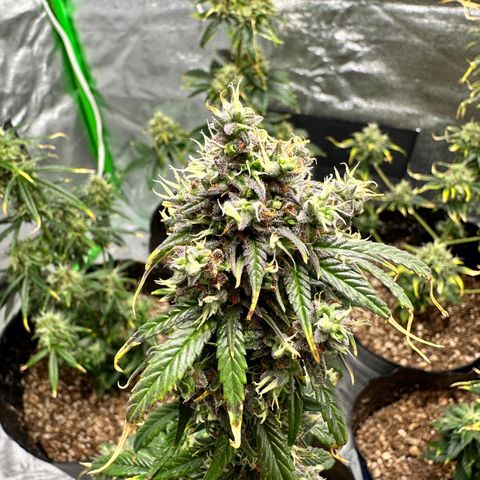 Poison seeds (5) growlog timeline photo
