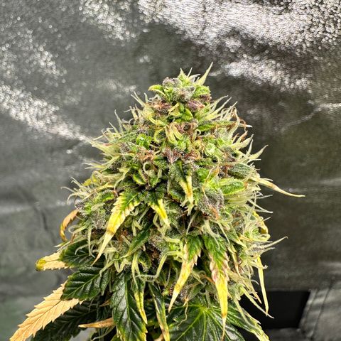 Poison seeds (5) growlog timeline photo