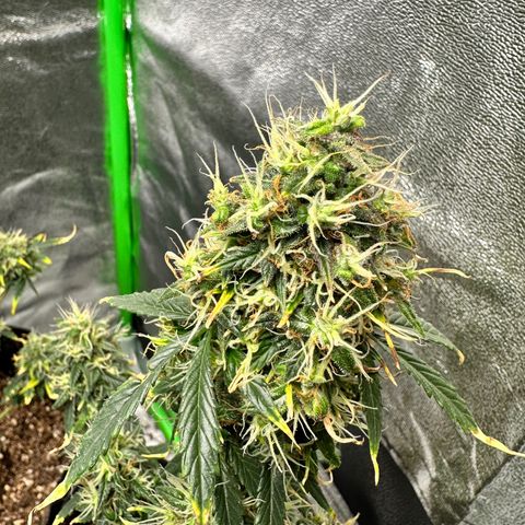 Poison seeds (5) growlog timeline photo