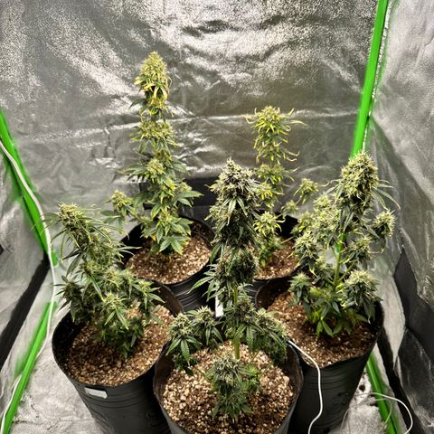 Poison seeds (5) growlog timeline photo