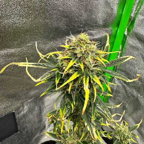 Poison seeds (5) growlog timeline photo