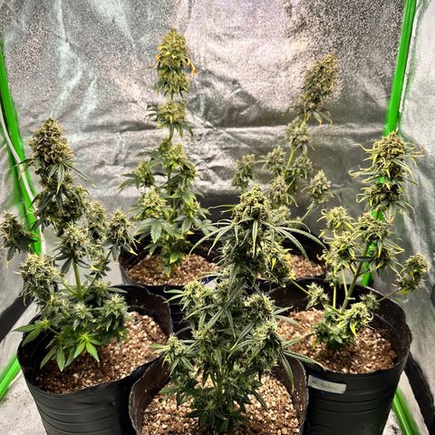 Poison seeds (5) growlog timeline photo