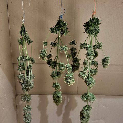 Poison seeds (5) growlog timeline photo