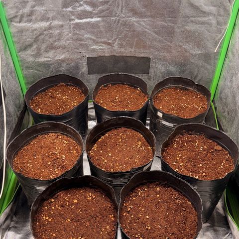 Poison seeds (5) growlog photo: Paso a tierra de las semillas