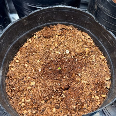 Poison seeds (5) growlog photo: Se asoman las primeras plantulas