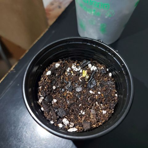 Gorilla Glue #4 growlog photo: ya plantada y con enraizante