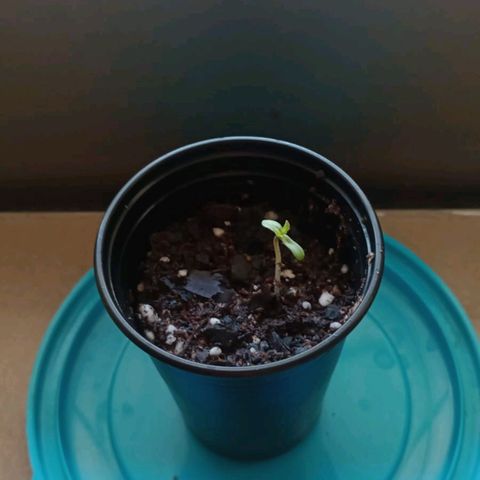 Gorilla Glue #4 growlog photo: straight up