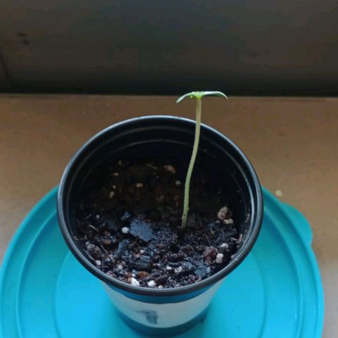 Gorilla Glue #4 growlog photo: estamos corte palmera