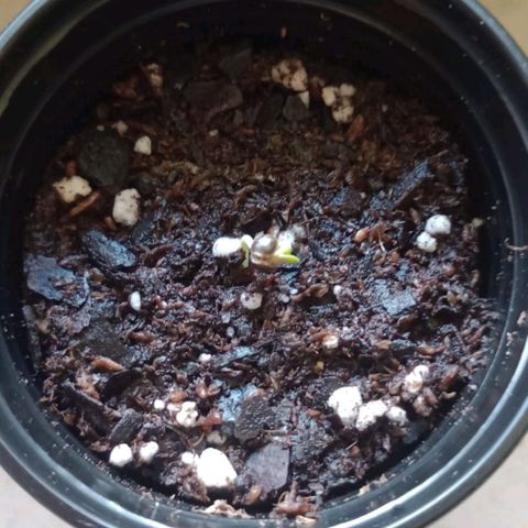 Gorilla Glue #4 growlog photo: estamos corte palmera