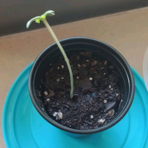 Gorilla Glue #4 growlog photo: cada dia mas arriba (poquito sol diario y mucha humedad)