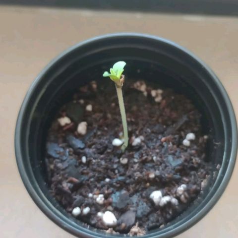 Gorilla Glue #4 growlog photo: cada dia mas arriba (poquito sol diario y mucha humedad)