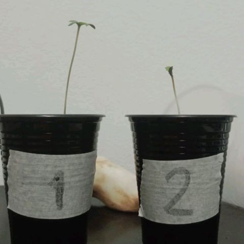 Gorilla Glue #4 growlog photo: 🔝