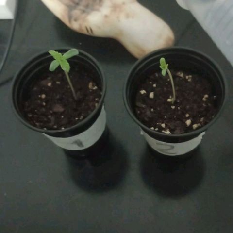 Gorilla Glue #4 growlog photo: 🔝