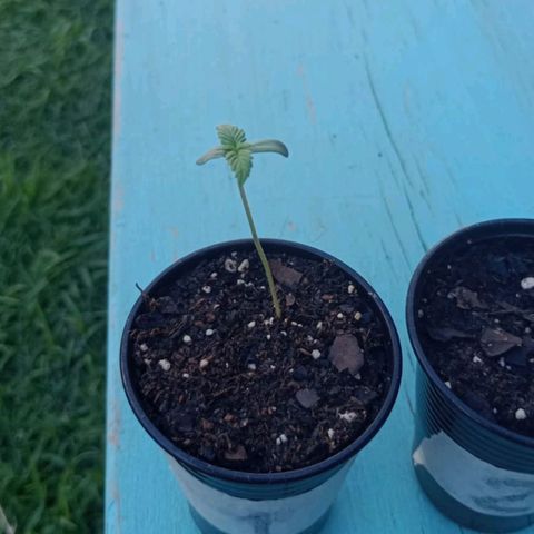 Gorilla Glue #4 growlog photo: rellenamos los vasos para ahorrar su gasto de energia para seguir creciendo