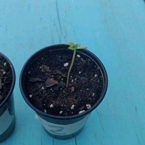 Gorilla Glue #4 growlog photo: rellenamos los vasos para ahorrar su gasto de energia para seguir creciendo