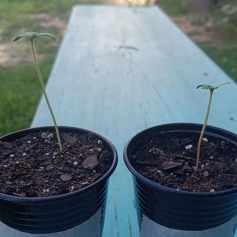 Gorilla Glue #4 growlog photo: la dupla