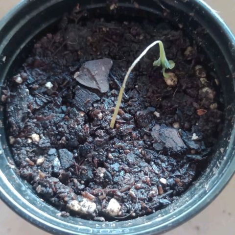 Gorilla Glue #4 growlog photo: Dia para el olvido, la planta mas chiquita sufrio mucha exposicion solar y altas temperaturas por lo que se quemo y tuvimos que cortarle el tallo a la mitad para que retome fuerzas y vuelva a crecer