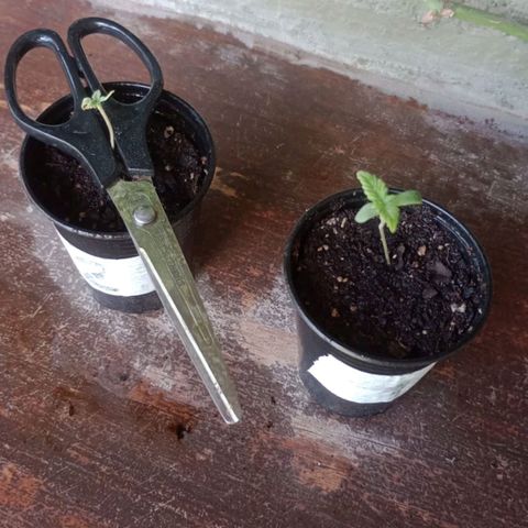 Gorilla Glue #4 growlog photo: Dia para el olvido, la planta mas chiquita sufrio mucha exposicion solar y altas temperaturas por lo que se quemo y tuvimos que cortarle el tallo a la mitad para que retome fuerzas y vuelva a crecer