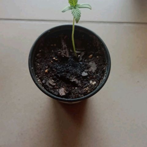 Gorilla Glue #4 growlog photo: Declaramos muerta a la segunda, fue todo selección natural