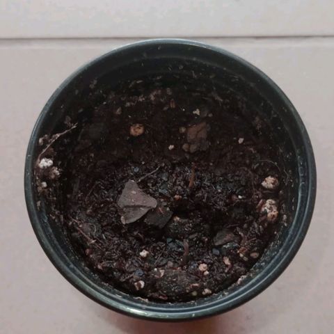 Gorilla Glue #4 growlog photo: Declaramos muerta a la segunda, fue todo selección natural