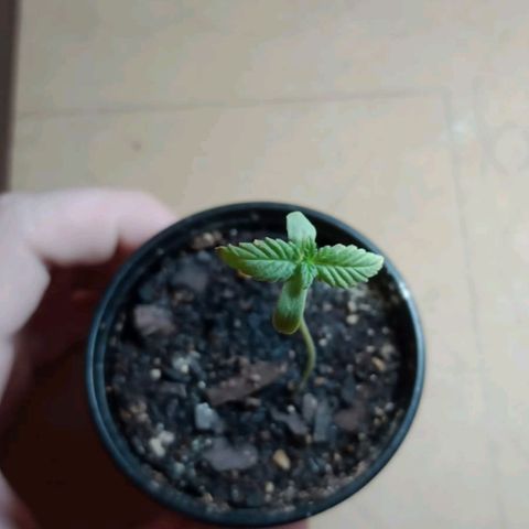 Gorilla Glue #4 growlog photo: Primer nudo de la prodigio